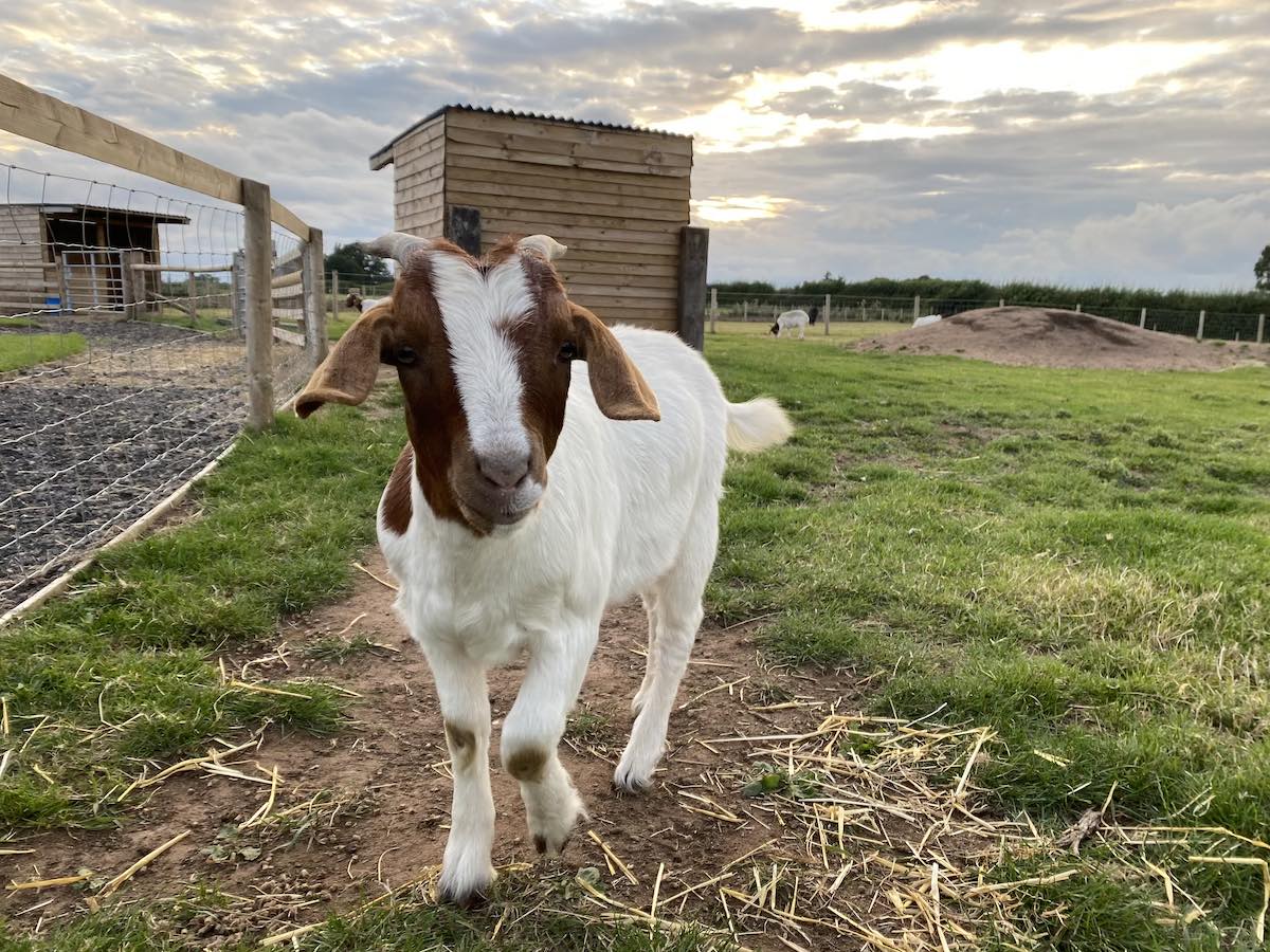 Wedding On A Farm